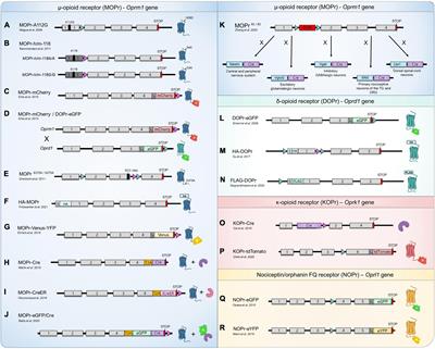 Knock-In Mouse Models to Investigate the Functions of Opioid Receptors in vivo